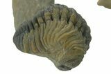 Two Curled Austerops Trilobite Fossils - Ofaten, Morocco #384229-3